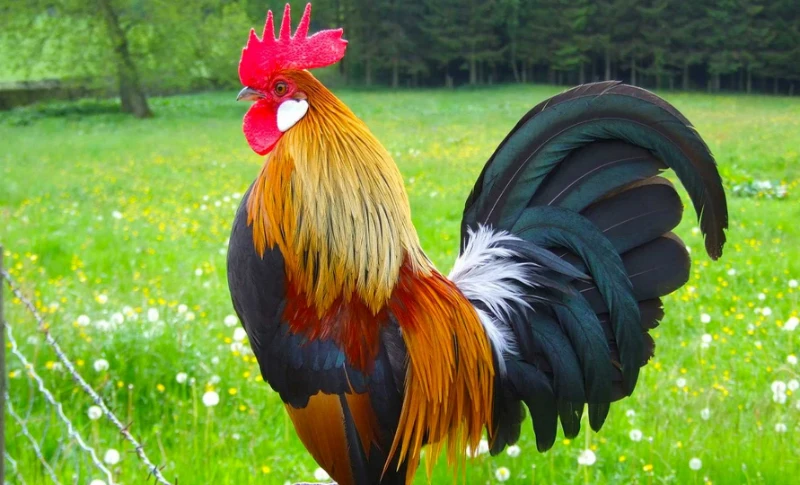Sổ mơ lô đề các con vật cụ thể là con gà
